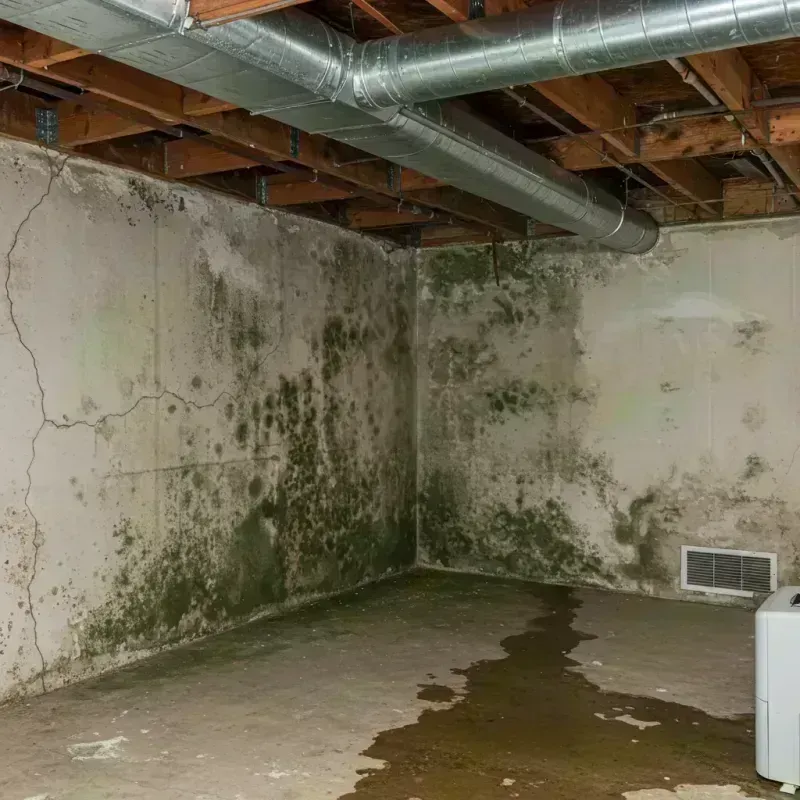 Professional Mold Removal in Valley View, PA